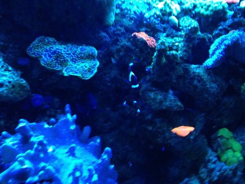 RosevilleDr's profile picture. 