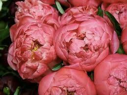 Professional floral services for weddings, corporate, non-profit organizations since 1989
