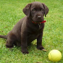 At Kirrie K-9 Kompanions our services include dog walking, toilet breaks and puppy pop-ins. The Friendly Local Service for You and Your Dogs