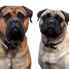 saroadtrip's profile picture. Join A Guy, A Chic and 2 Bullies as they travel and cook their way around beautiful South Africa in their campervan.