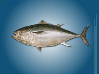 マグロbot Bot The Tuna Twitter マグロbot Bot The Tuna Twitter