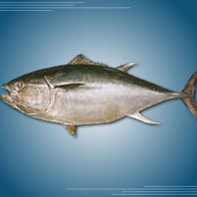 マグロbot 人間は食べ物で遊ぶなとか言いながら解体ショーを嬉々として観戦するんだな 頭おかしい