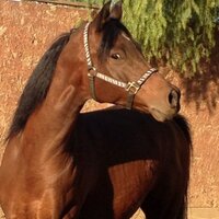 Marian Beecher (@marianbeecher) 's Twitter Profile
