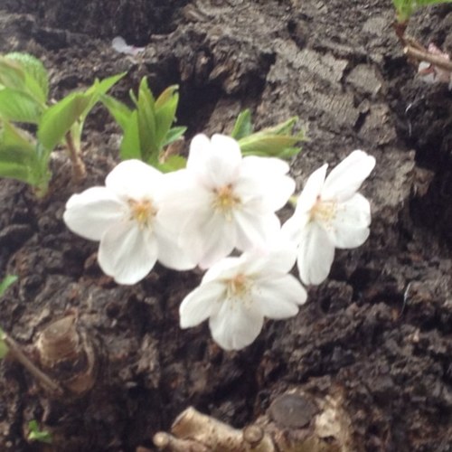 留守が多くペットがかえないので、皆さんの可愛いペットさん見てとっても癒されています。(^-^)