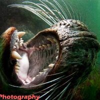 Caroline Robertson-B (@fish_whisper) 's Twitter Profile