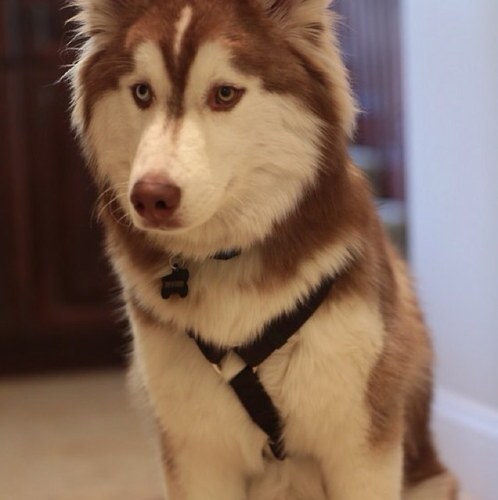 //nothing much about me I'm a dog I'll protect @InnocentKiddie with everything I have