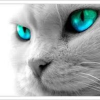 wtf Ko (@wtfko) 's Twitter Profile