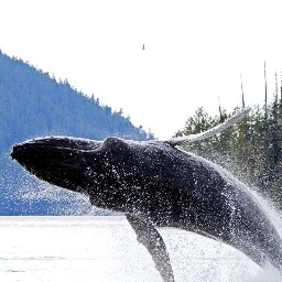 The Discovery Islands are an idyllic coastal archipelago located 200 km north of Vancouver, British Columbia along the Inside Passage on Canada's west coast.