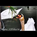 Raphael Ariel - @RaphaelAriel517 - Twitter