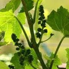 Quality Control Specialist | Wine tasting  lackey , mlm opportunities worshiper