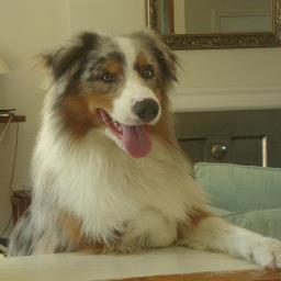 #Owned by a cheese crazed Australian Shepherd.