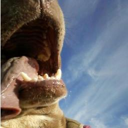 norablazered's profile picture. lover of life, music, kayaking, jeep explorer, road tripper, have sixx dogs