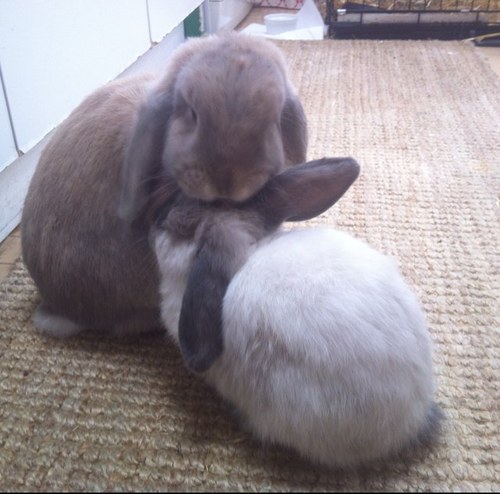 Honey- I'm a mini-lop and I love having my nose rubbed, dancin' at parties and chocolate. 
Dave- I'm a micro-lop and I love Honey Bunny lots! I'm a cutie :)