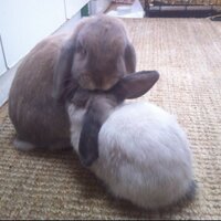 Dave&HoneyBunny (@honeybunny_dave) 's Twitter Profile Photo Dave&HoneyBunny (@honeybunny_dave) 's Twitter Profile Photo