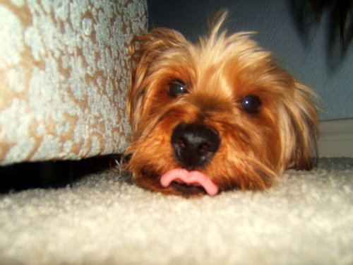 Hello! My name is Cooper, and I am a 20 pound Yorkshire Terrier. I enjoy barking at bunnies, and I hate kitties. But I love chicken. It's my favorite food.