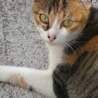 †あやりん† (@staygoldaya) 's Twitter Profile