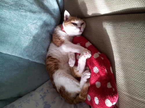 vivienlouisemaa's profile picture. 