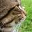 hivemindsystems's profile image