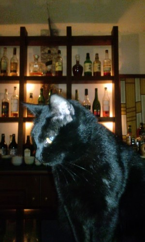 阪急京都線の上新庄駅から歩いて少しのところにある黒猫のいるbar。
たぶんそこの住人