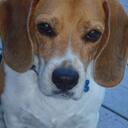 Fred Beagle - @FredBeagle - Twitter