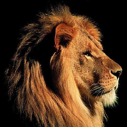 PacificCoastDSP's profile picture. 