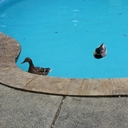 Alan Dagg - @AlanDagg - Twitter