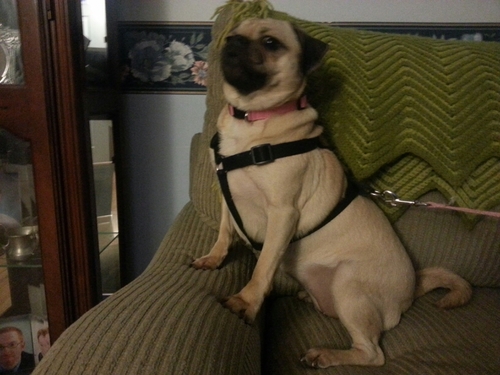 I'm a DOG!!  No Spam! Not Selling Anything!!  Just a dog with a goal...1 Million Followers. Become one.