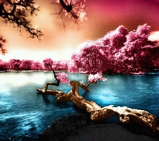 msnascarrose's profile picture. NASCAR IS MY LIFE! Cancer survivor living live to the max!  LOVE,LAUGH,AND PEACE!