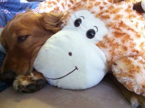 maildirkpitt's profile picture. A wanderer in search of the perfect masala dosa and my place in the world. Weekend warrior (sometimes) and a cricket nut. Crazy about all things dogs and cats..