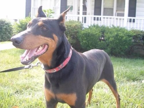 I am bella a dog taken grown up fast strong have owners have pups