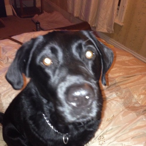 mousethedog777's profile picture. I am a dog that's lived in silence all life now I have decided to share my wisdom with the world ..... follow me and i will follow you , ps send foood