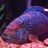 BarresiMargy's profile image
