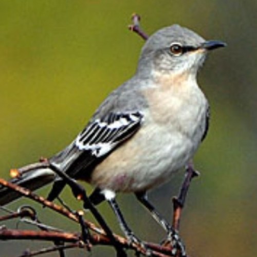 A curious, but intelligant  little bird that mimics the words and sounds she hears around her.