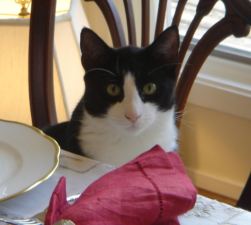 conservative cat concerned about America