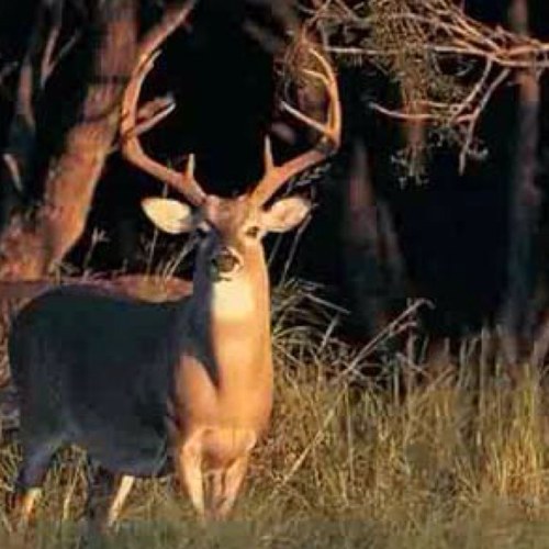 iDeerHunting's profile picture. Tweeting what you love about deer hunting! | Started young | #deerhunting #deer