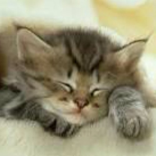 I just really love kittens :)
