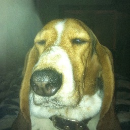 SandstromAdrian's profile picture. 