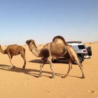 abdrhman (@abdrhman1978) 's Twitter Profile