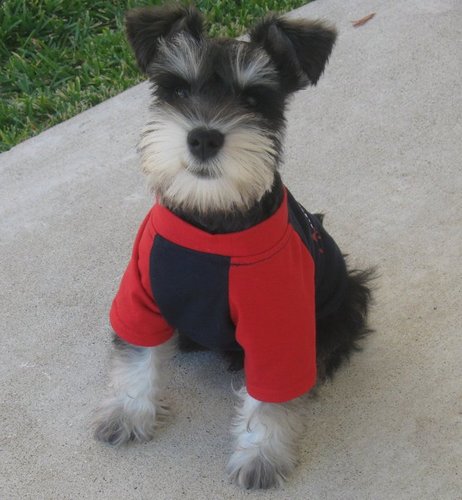 http://t.co/e9aJ77wL7p is a totally free service (Forum) that enables dog owners to look after each other’s pets while away for days out and holidays.
