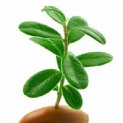 sosoapp's profile picture. We are a startup working on new kind of social network for mobile phones.