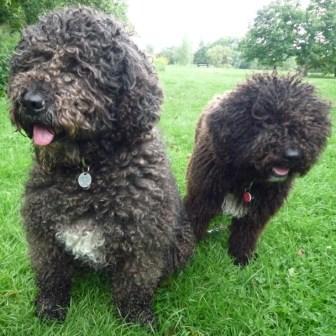 GranReservaSWDs's profile picture. We're lively, active and intelligent.. We're Spanish Water Dogs! GranReserva Crew: Jane, Tanya, Teto, YoYo, Zaz Tinto, Botón and Mora