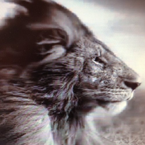RASTAFARI - REGGAE MUSIC