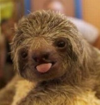 If you like to sloth it, sloth it with us