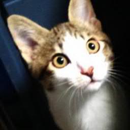 takaiwa29's profile picture. プログラミングと美味しいものが好きなエンジニア。マニラ赴任→ルソン島北部の地方都市へ異動。ロードバイク（SCOTT SPEEDSTER）で周囲を散策中。体力戻ったらロングライドへ。猫は実家でのんびり中。