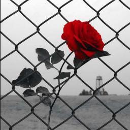 nastaranashrafi's profile picture. #Iran #MEK #HumanRights #NCRI #WomenRights #FreeIran
#IStandWithMaryamRajavi