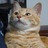 satominko525's profile image