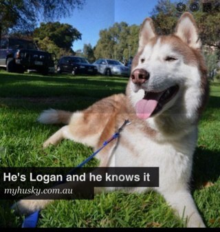 myhuskyoz's profile picture. http://t.co/tQkKi3dzqb is the place to go for info about raising a Siberian Husky as a family pet. Based out of Adelaide, but sharing stories globally.