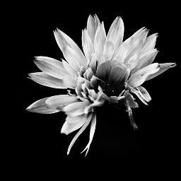 dacibov's profile picture. What you see is what you get.
Good Listener, Non-Judgemental, Freedom Advocate, Hot Headed, and thoroughly indecent 😘