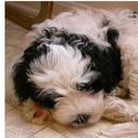 Steven Handler - @1Handler - Twitter