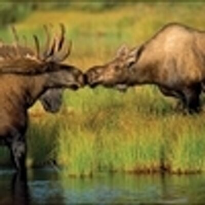 seahag56's profile image